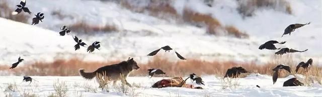 狮子 ?空中霸主阿根廷巨鹰，翅膀宽14米，堪比飞机，可以猎杀狮子吗？