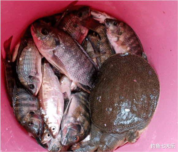 罗非鱼|在入侵“三剑客”面前,四大家鱼败下阵来!连钓鱼人也崩溃了