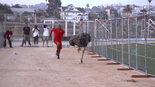 蝎子 2小时跑42公里是什么概念？什么动物可以超越人类成为冠军？