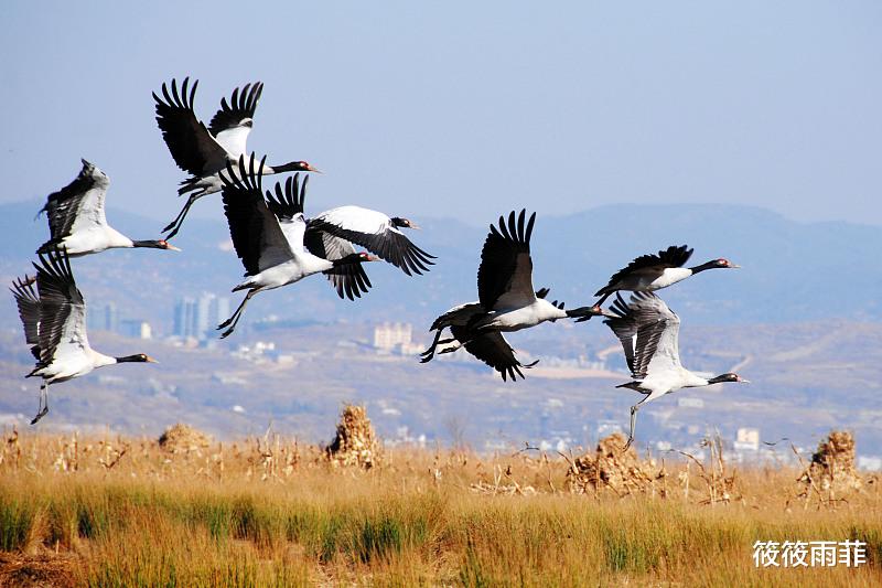 黄鼠狼 刺猬刚出生身上的刺是不是硬的？会扎疼刺猬妈妈吗？我来告诉你