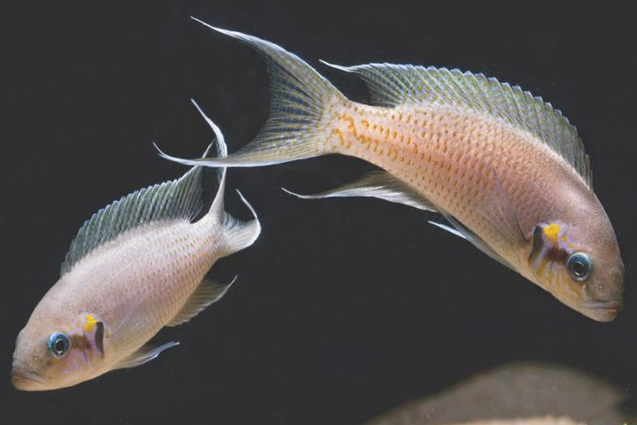 科学家 出自大漠深处，传说能穿越时空，神秘的双鱼玉佩竟然真的存在？