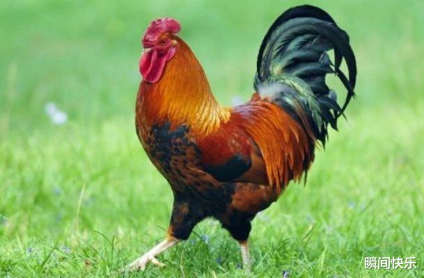 瞬间快乐 10月23日-11月6日，属牛、属鸡、属龙运势提点，步步高升，前程似锦