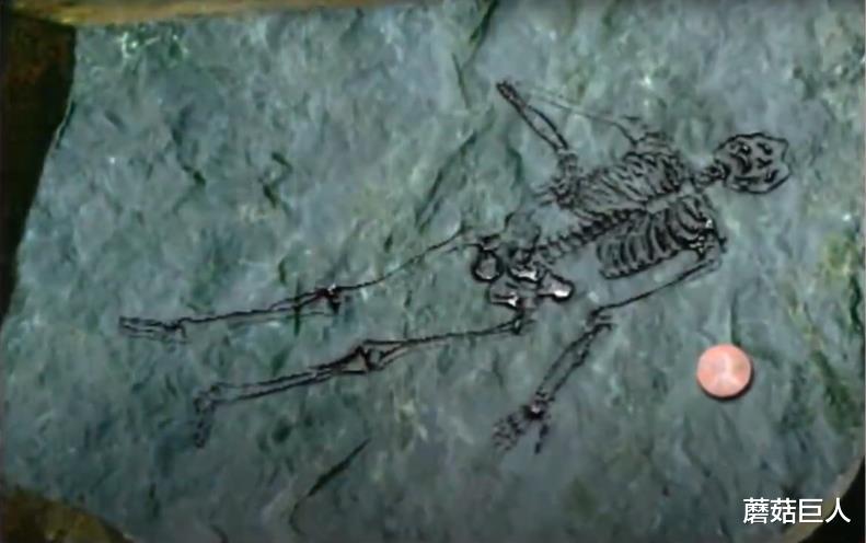 蘑菇巨人|6亿年前的惊人遗骸，究竟是外星人，还是人类迷失了自我