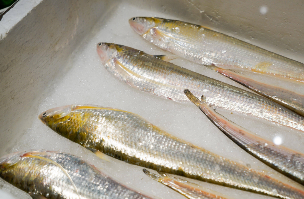 |一两鱼, 八万块! 啥鱼这么贵, 问韩跑跑就知道了, 竞技钓鱼就这么残酷