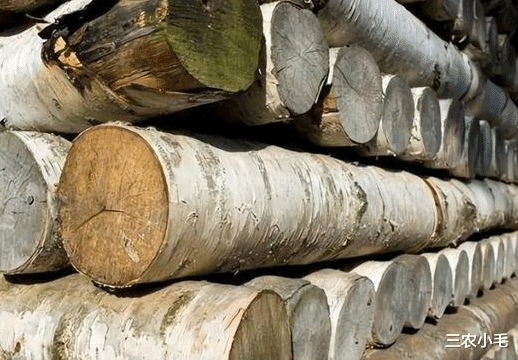 古人智慧|斧头砍不动，比钢材硬1倍，古代用来做兵器，被称为“木中之王”