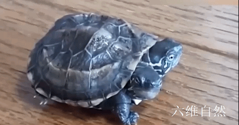 六维自然|日本发现一只双头龟，长有两个头部，疑似基因突变造成的