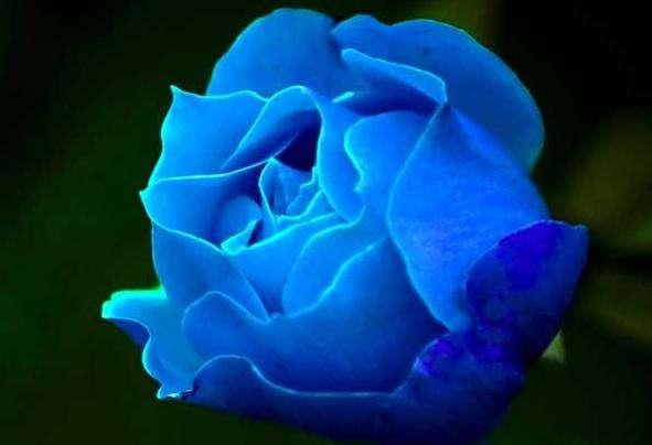 生肖|1月下旬内，丘比特之箭将射中，寻找到真爱，幸福降临的4大星座