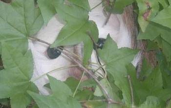 舜网 女子海岛游玩时发现新物种?工作人员:这下误会大了……