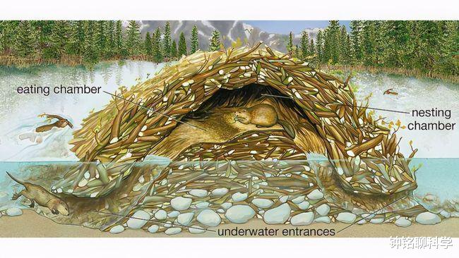 钟铭聊科学 “基建狂魔”河狸为什么喜欢修水坝？为何会被自己咬断的树砸死？