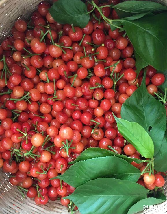 珙县兜兜 红了！熟了！宜宾周边樱桃采摘攻略来啦！现在去正好！