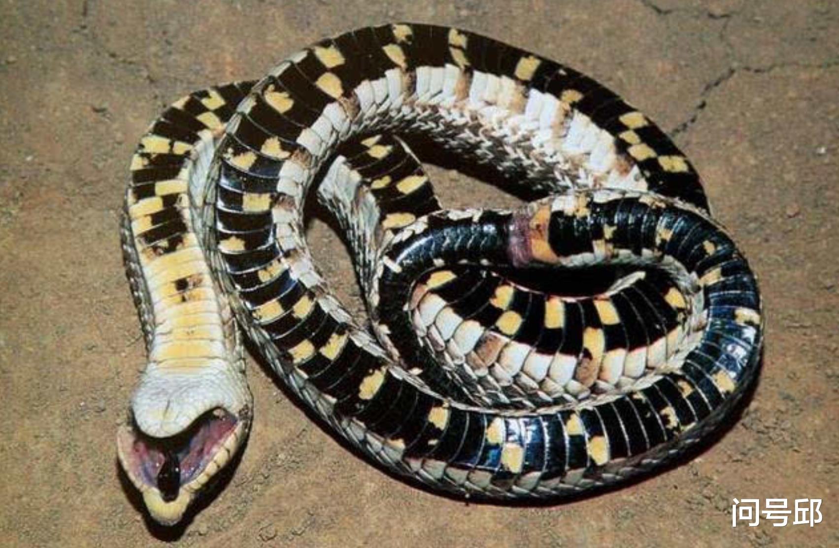 负鼠 装死“影帝”：奥斯卡永远都欠动物们一尊小金人奖