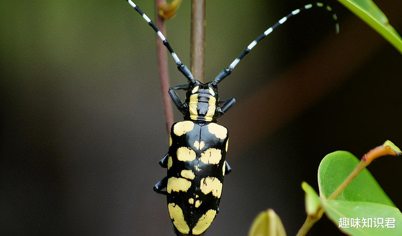  有趣的冷知识科普，快来看看你知道多少？