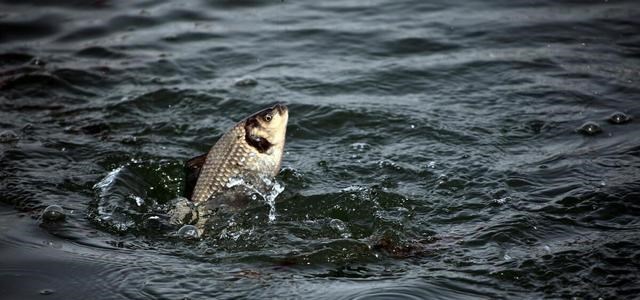 |马路上巴掌大的排水洞钓鱼？没错，一钓就是一桶！钓到大鱼咋办？
