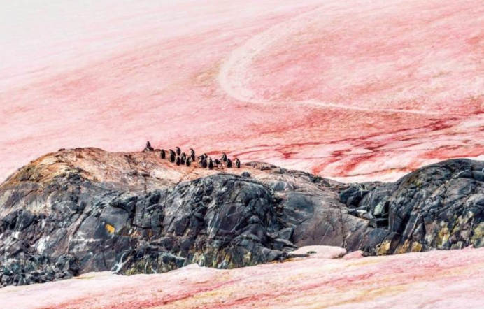 遗骸 南北半球出现“西瓜雪”,永冻土不断发现史前生物,这意味着什么
