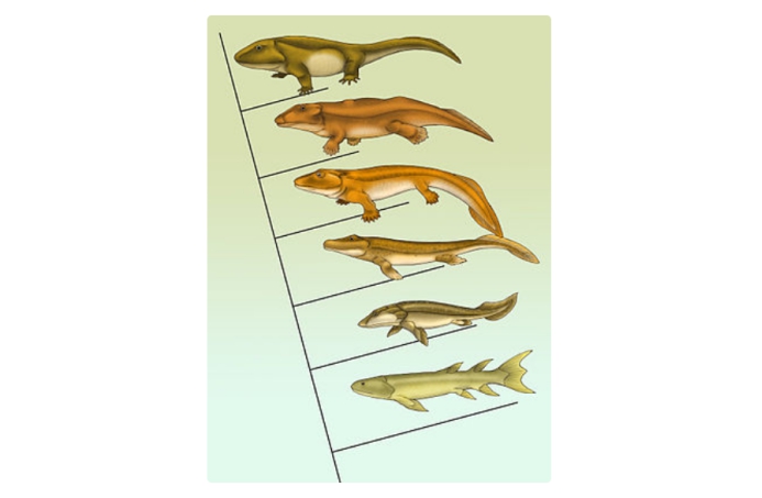 科学家|4亿年前的鱼类被发现，科学家研究后惊讶：人类可能是由鱼进化的