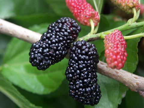 爱吃醋的小蓝孩儿|桑果的作用与功效-吃桑果的好处