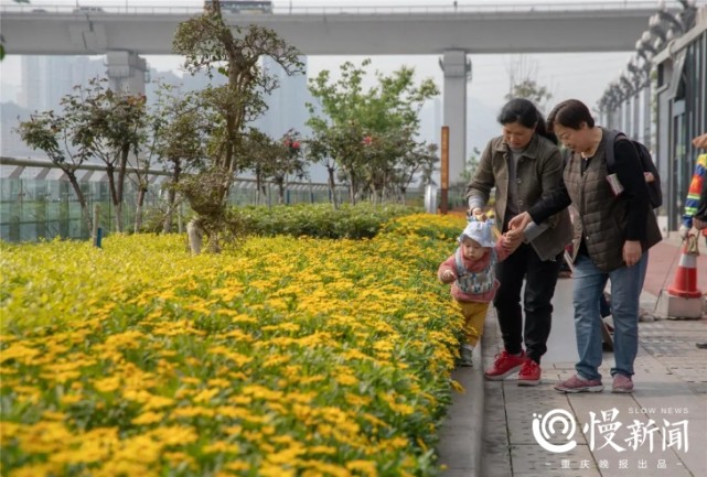 慢新闻 重庆北滨路上春意浓