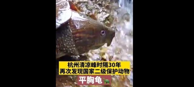 杭州清凉峰小溪发现“龟仙人”,鹰嘴、平胸、长尾,你见过吗?