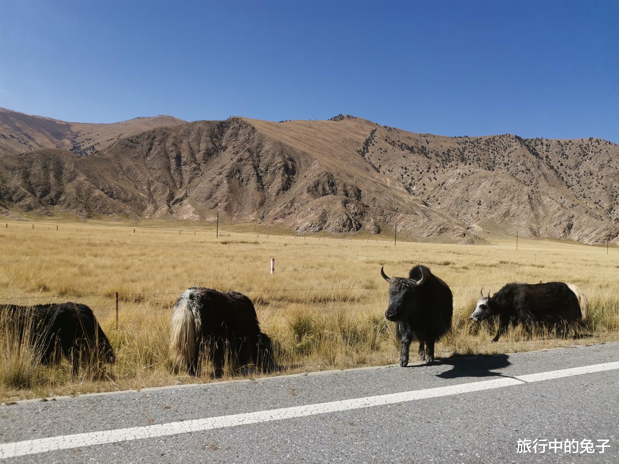 高原反应 “生命禁区”可可西里，看似人畜无害的小动物，都可能威胁生命