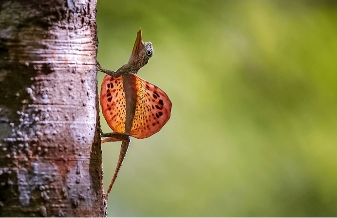 科学家 罕见！翼龙还活着？科学家发现一种奇怪蜥蜴，长着翅膀可以滑翔