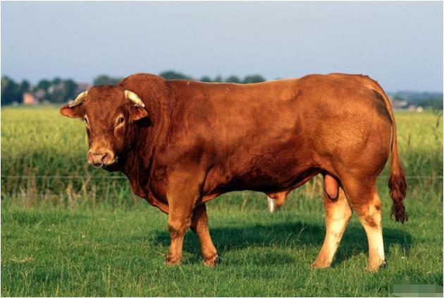 萌乐育儿|生肖牛人：近期3天这个人会找上门，是你后半生最大的贵人要珍惜！