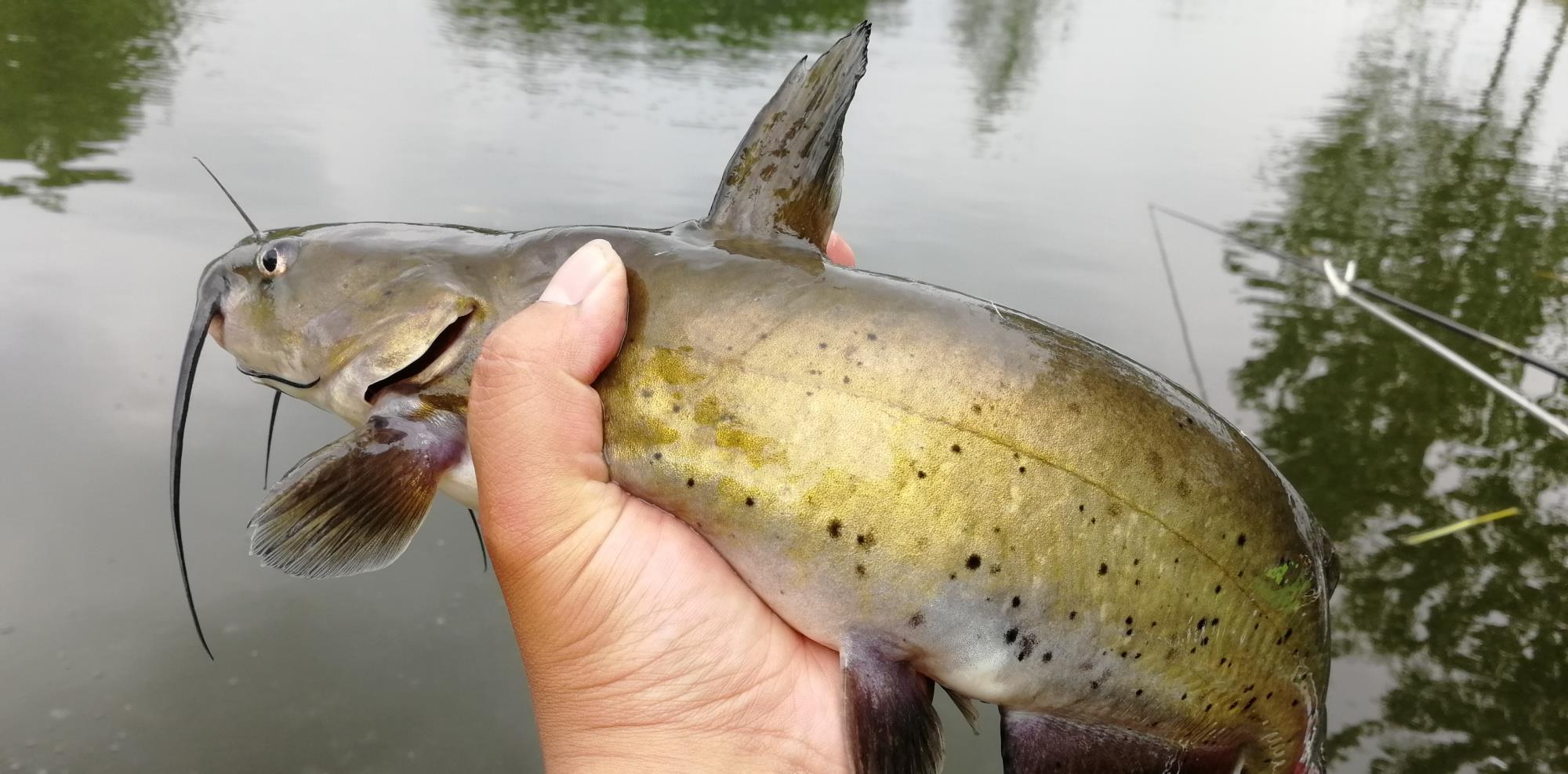 饵料|用鱼肉这样来开饵，小鱼不闹，大鱼狂咬，这效果不是一般的牛！