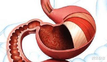 |“强胃剂”被揪出,不是山药,每天坚持吃,养成“金刚胃”