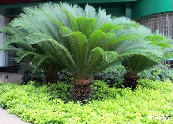 苏铁 地球上最孤独的雄性生物，独自活了125年，却永远找不到“女朋友”