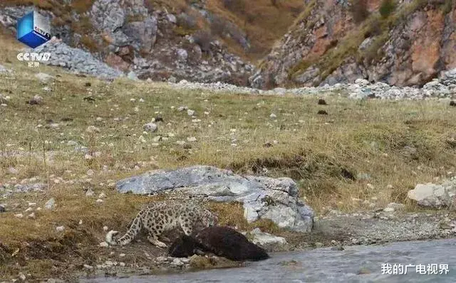 雪豹的冰封王国 《雪豹的冰封王国》：探寻生命意义的纪实奇遇
