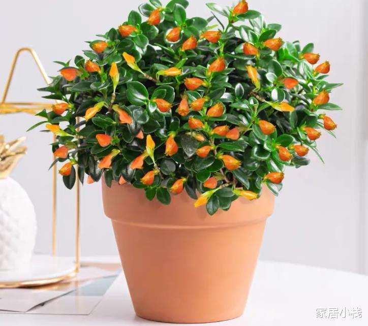 家居小栈|室内养招财花卉，别只养发财树了，这种小盆栽寓意好，颜值高