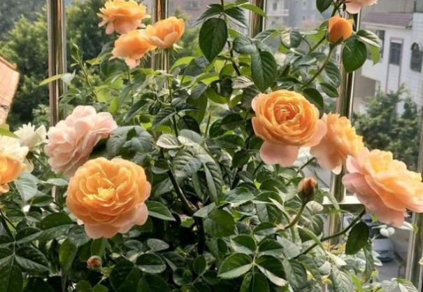 判达说事 9天后，爱意燃烧，回忆不断，爱情复苏，真爱永不翻篇