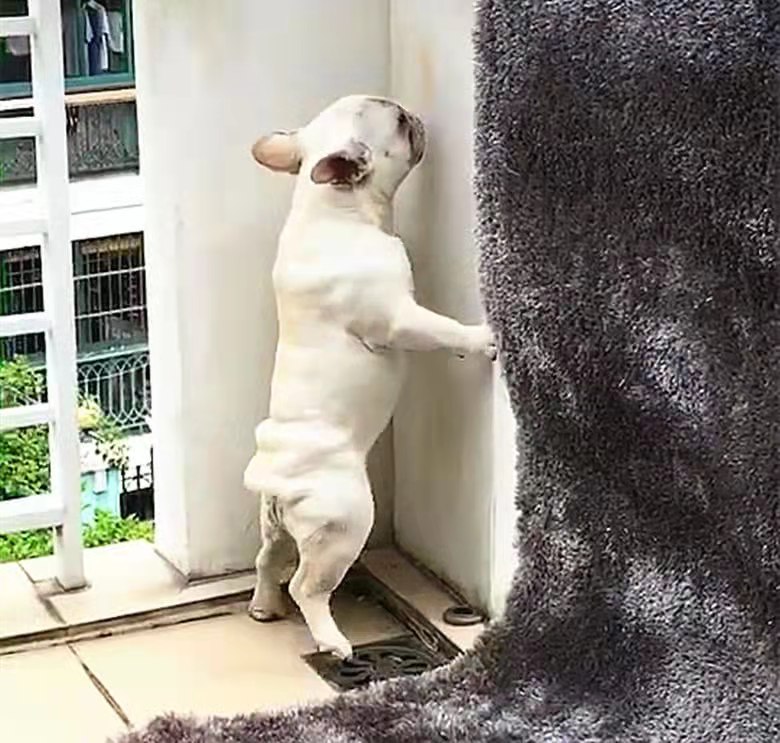 乳胶漆，墙布，墙纸，艺术漆选错了后悔十年，不要让装修留遗憾