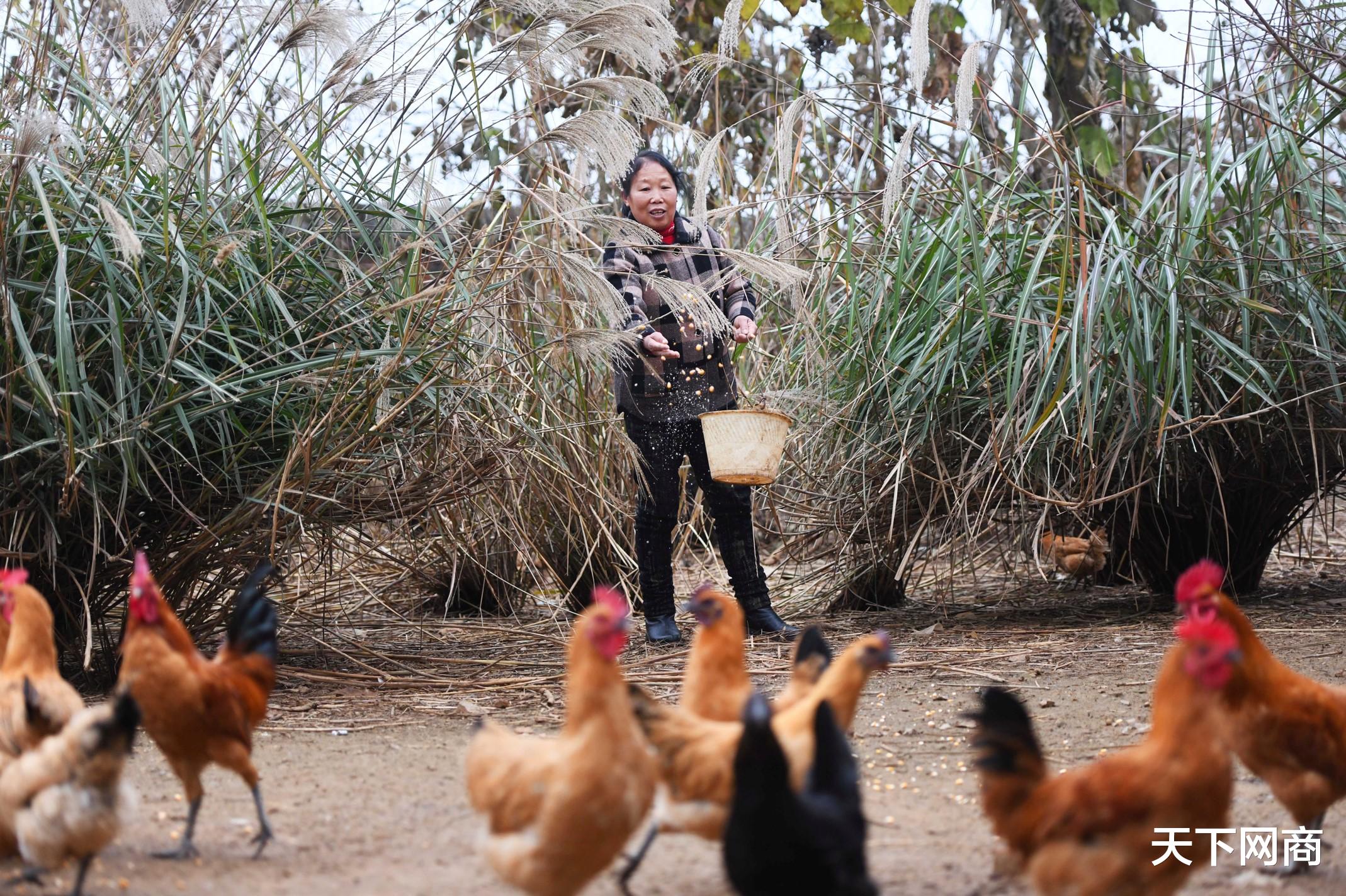 穿戴式设备|研究生回乡创业卖出近100万只土鸡，7成通过天猫销往全国