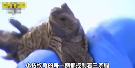 美国出现双头乌龟,日本之前也出现过,但美国的比它更神奇