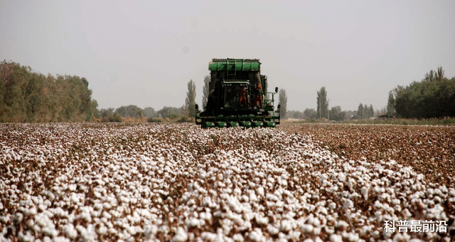 中國每年進口200萬噸棉花，為什麼新疆棉花還要不停地出口？-圖5