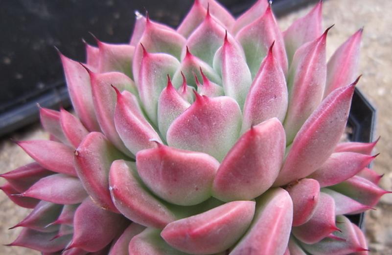 续约紫罗兰|美若红颜,甜如蜜语——多肉红颜蜜语不好养?我养过后不这么认为