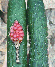 动物庄园|“给你500万，一年之内必须完成下面一个任务，你会怎么选？”