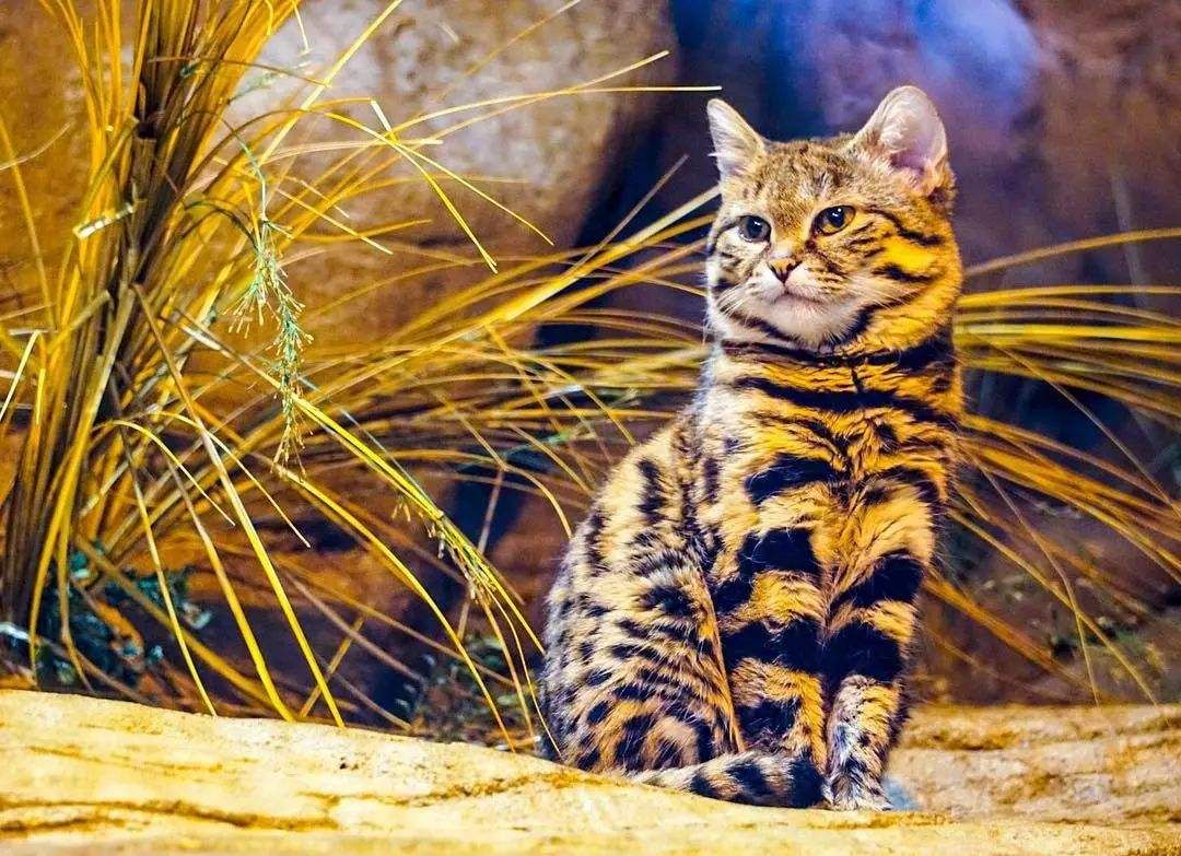 ?黑足猫为何被全世界禁养,颜值再高也不行?知道后你还敢养吗?