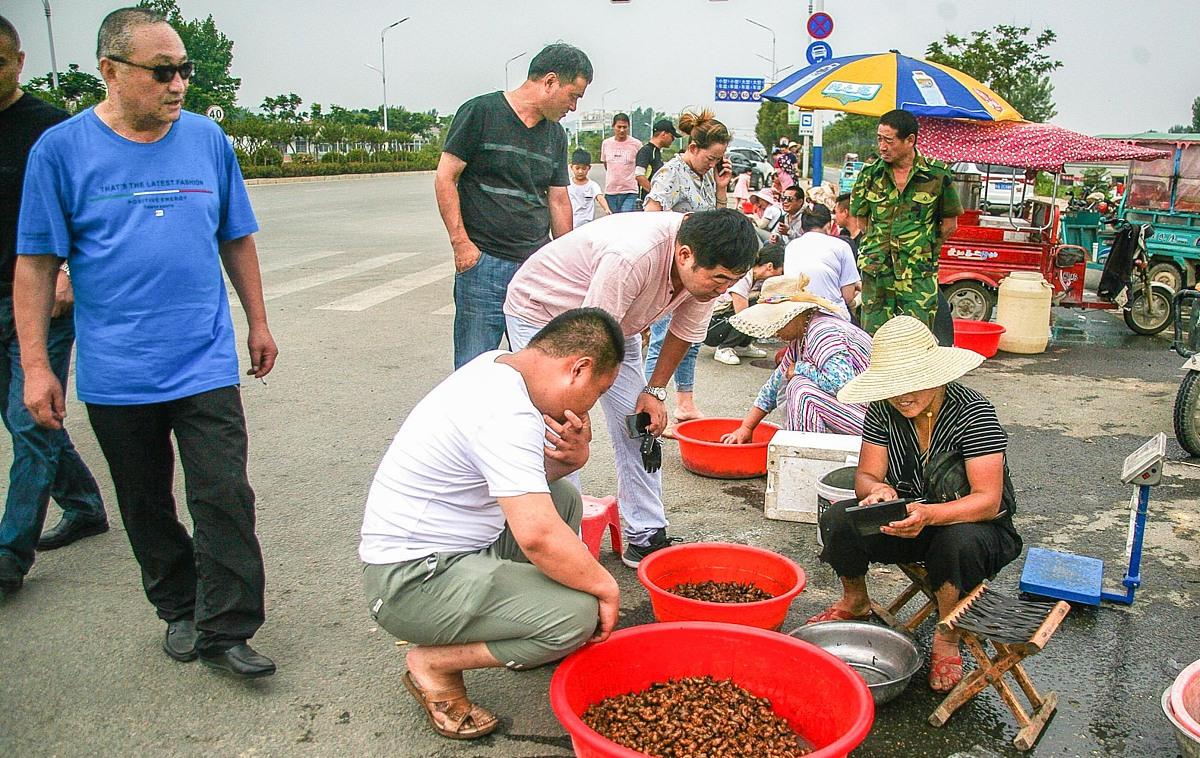 核桃树叶|又到一年三伏天，知了猴儿爬上树
