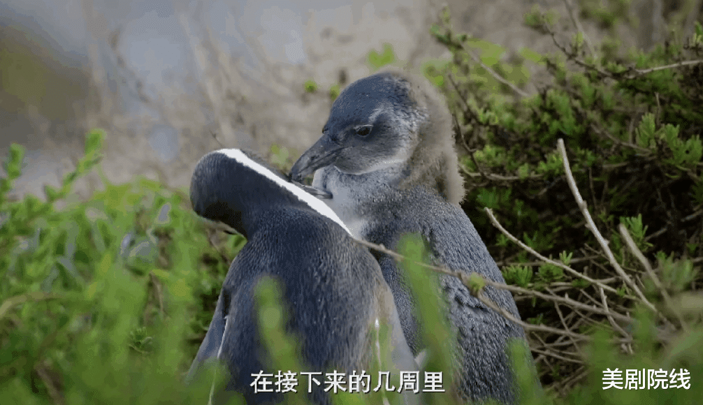 大象 豆瓣9.2，这才是我们现在要看的神作，就该打五星