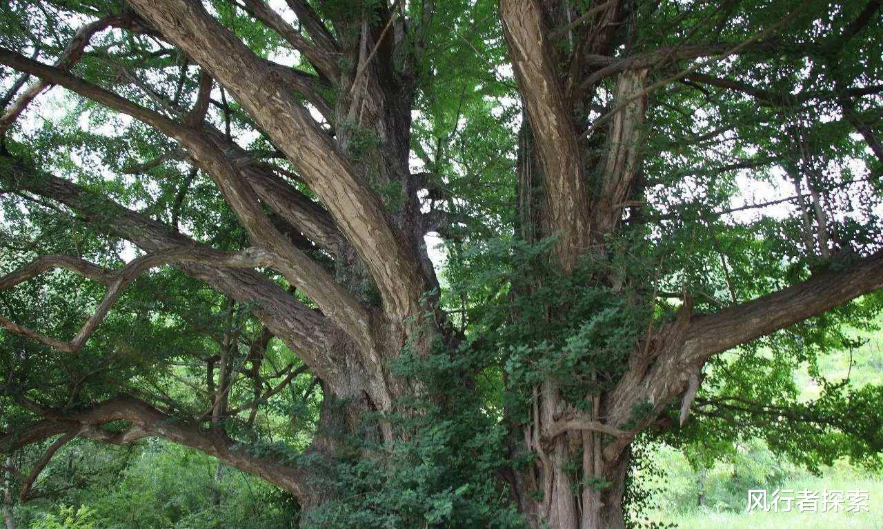 基因 基因强大的力量使生命得以延续，文明的种子同样会洒落在潜意识中。