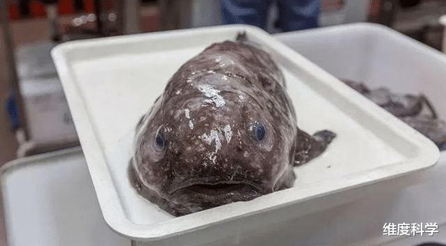 长得最像外星生物的动物—水滴鱼!看上去就像一坨史莱姆,贼可爱