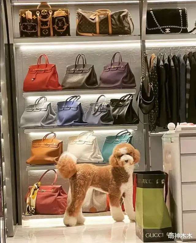 罗志祥|罗志祥借狗炫富惹争议,拍照背景全是大牌包,过个生日餐食都定制