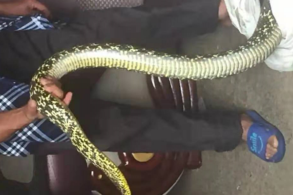 眼镜王蛇 我国最大毒蛇与无毒蛇的较量，谁会更胜一筹？眼镜王蛇能否获胜？