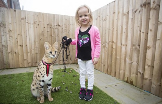 探测器 北京十渡附近出现“豹子”，后证实为薮猫！为何我们要警惕它？