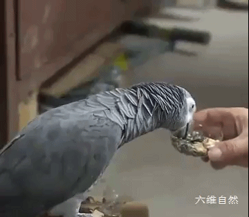 六维自然|上海一居民家飞来一只罕见鹦鹉，模仿人说话能力很强，会说早上好