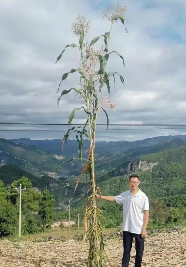 鹿邑 5米高的高粱确实没人见过，专家早已赶到现场