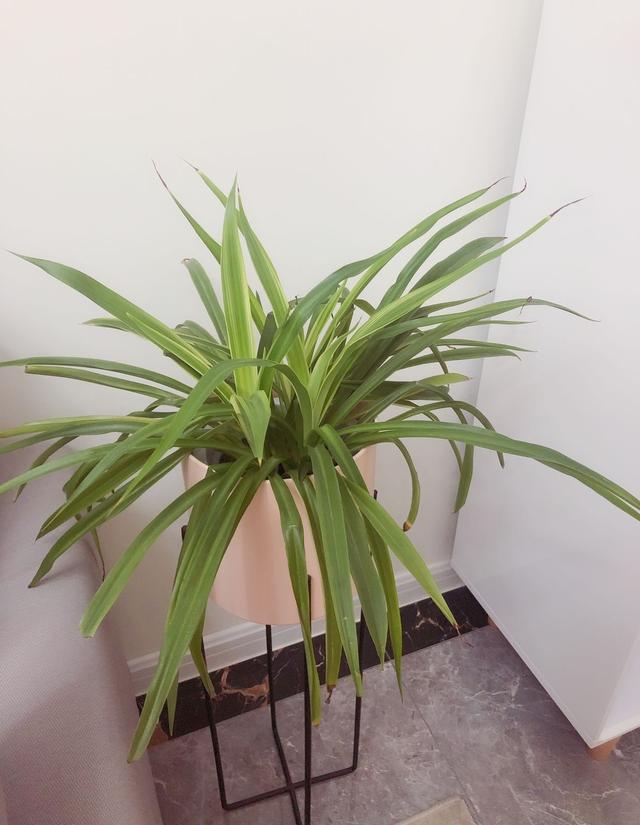 北欧新房完工,客厅的家居搭配温馨又舒适,一入门就被迷住了