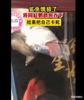 “鲨鱼吃鹦鹉鱼被卡死”这到底是怎么回事?