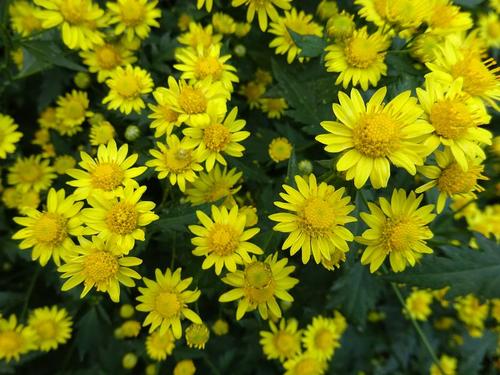 中草药|不适合泡茶饮用的几味中草药
